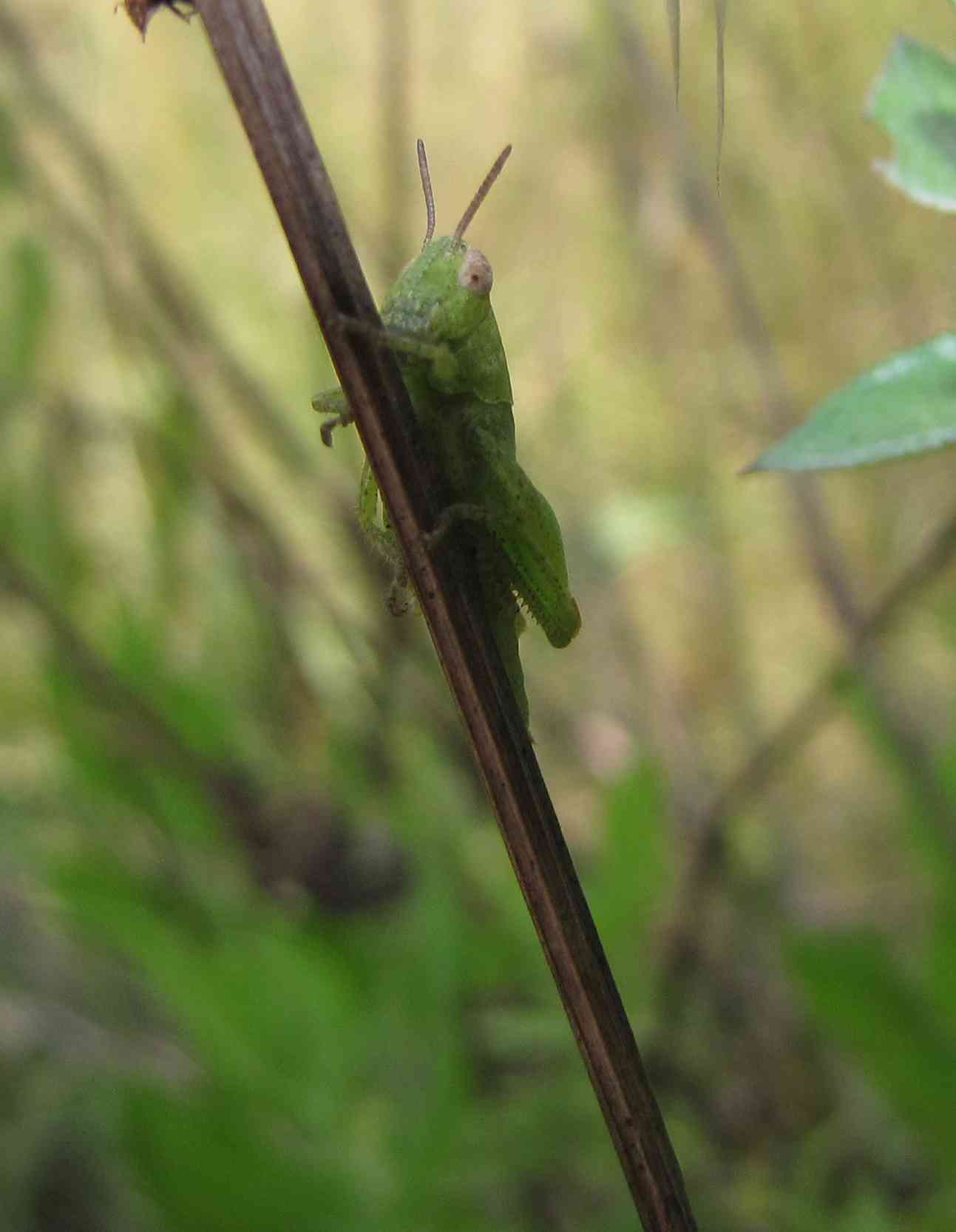 grilletto verde